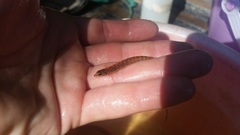 Ammocrypta pellucida