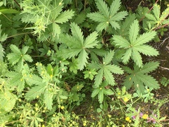 Potentilla