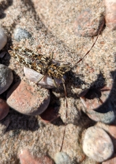 Monochamus marmorator