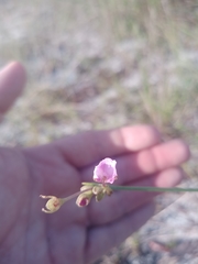 Callisia ornata