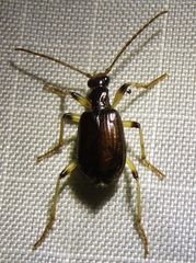 Brachininae