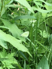 Pieris