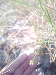 Callisia ornata