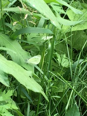 Pieris