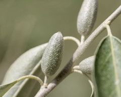 Elaeagnus angustifolia