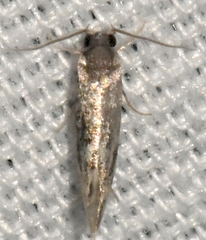 Nemapogon auropulvella