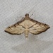 Marasmia Moth - Photo (c) John Trent, some rights reserved (CC BY-NC-ND)