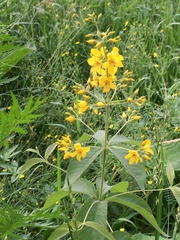 Lysimachia vulgaris