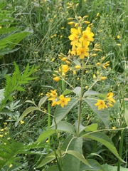 Lysimachia vulgaris