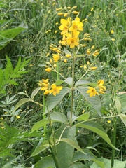 Lysimachia vulgaris