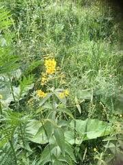 Lysimachia vulgaris