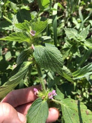 Galeopsis ladanum