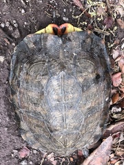 Rhinoclemmys pulcherrima rogerbarbouri