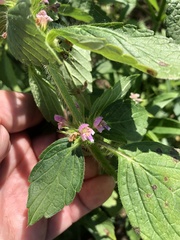 Galeopsis ladanum