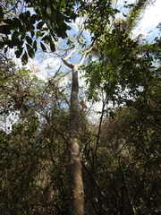 Zanthoxylum martinicense