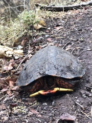 Rhinoclemmys pulcherrima rogerbarbouri