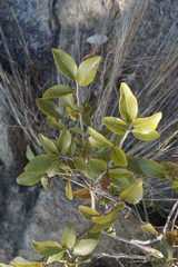Ochna pretoriensis
