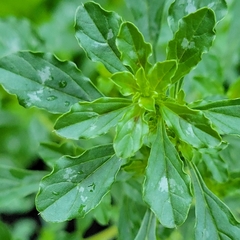 Amaranthus polygonoides