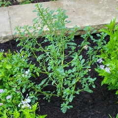 Amaranthus polygonoides