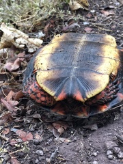 Rhinoclemmys pulcherrima rogerbarbouri