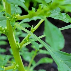 Amaranthus polygonoides