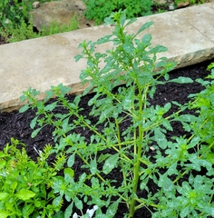 Amaranthus polygonoides