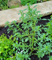 Amaranthus polygonoides