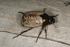 Callistethus cupricollis