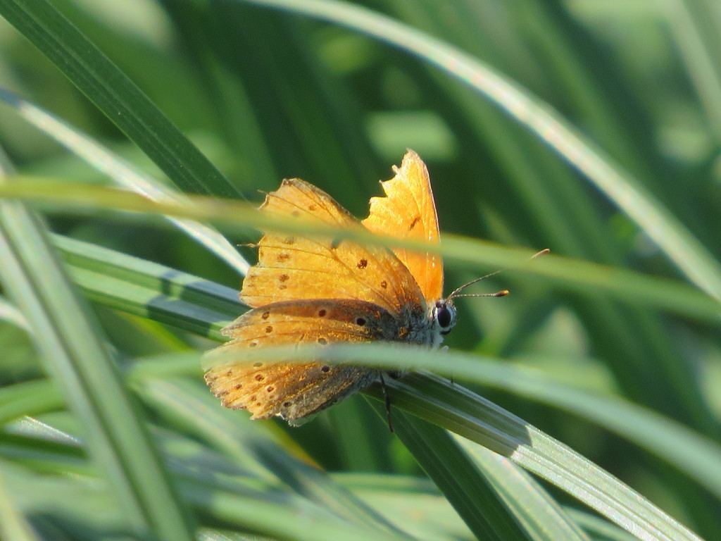 Large Copper from г. Нижняя Тура, Свердловская обл., Россия on July 9 ...