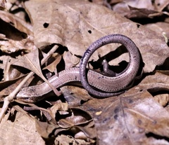 Plestiodon anthracinus anthracinus