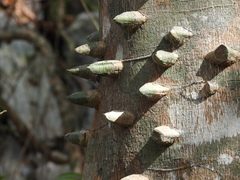 Zanthoxylum martinicense