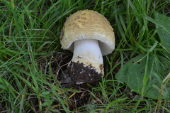 Amanita franchetii