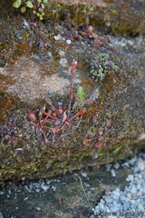 Drosera collinsiae