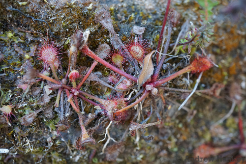 Drosera collinsiae (Drosera collinsiae)