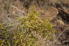 Searsia rigida rigida