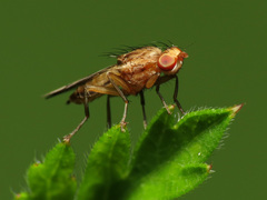 Opomyza petrei