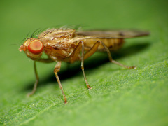 Opomyza petrei