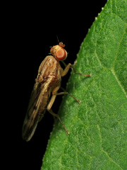 Opomyza petrei