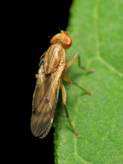 Opomyza petrei