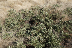 Searsia magalismontana magalismontana