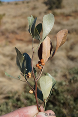 Searsia magalismontana magalismontana
