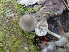 Mycena polygramma