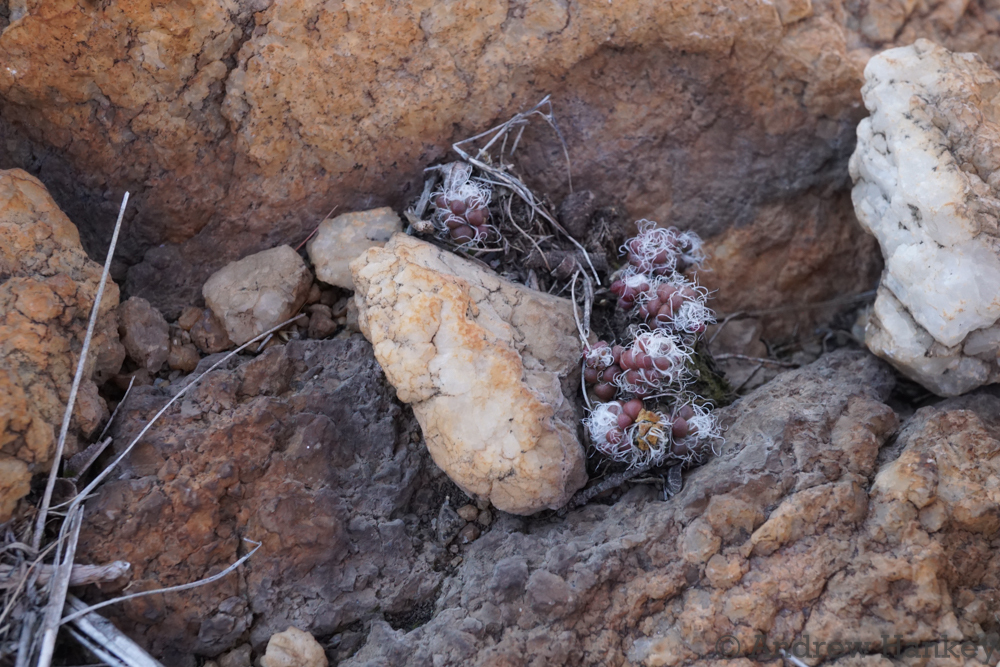 Anacampseros decapitata, Bojanala, ZA-NW, ZA