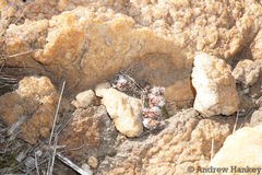 Anacampseros decapitata
