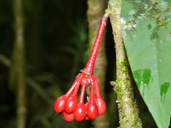 Goniothalamus roseus