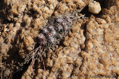 Anacampseros decapitata