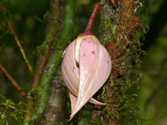 Goniothalamus roseus