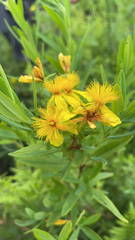 Hypericum kalmianum