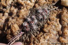 Anacampseros decapitata