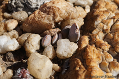 Adromischus umbraticola